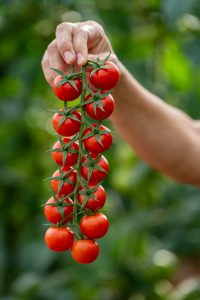 Variedad Daivion BASF Nunhems