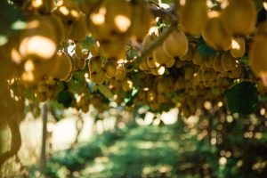 ZESPRI