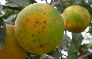 mancha-negra