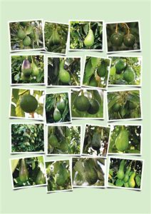 westfalia-fruit