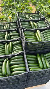 RAFFAELLO-SEMILLAS-FITÓ