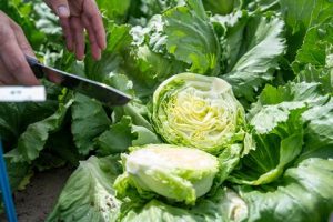 144110_enzazadenlettuce_817458