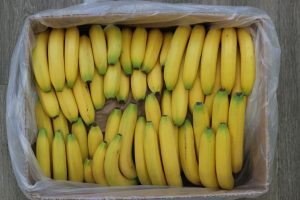 CATALYTIC-GENERATORS