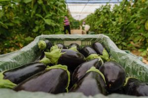 Berenjena calidad extra y primera (1)