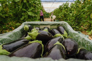 Berenjena calidad extra y primera (1)