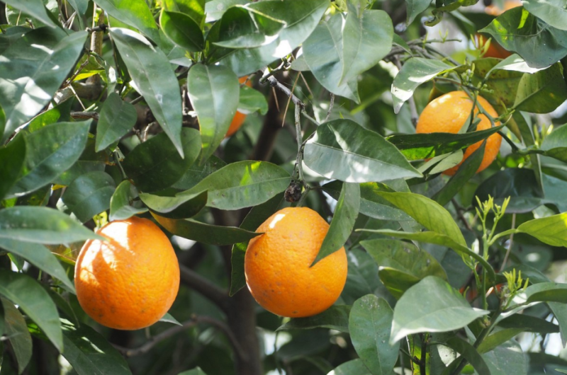 Andalcitrus