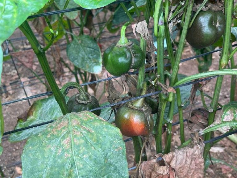 Efectos trips parvispinus en invernadero de pimiento