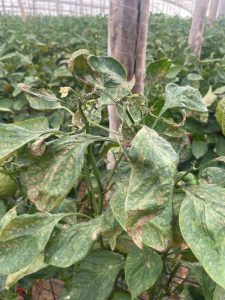 Efectos trips parvispinus en la planta_invernadero de pimiento