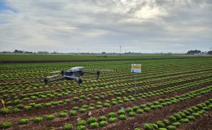 Ensayo Nitrosfera en Fruca con dron