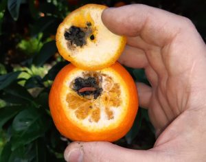 NARANJAS