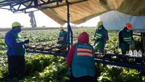 lechuga-proexport-murcia-1536x864-768x432