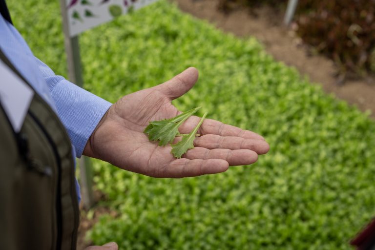 Cora Seeds_OpenDays_BabyLeaf