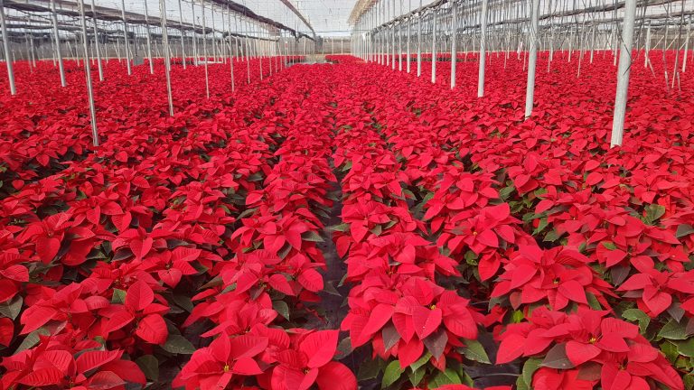 Flor de Pascua_Figueplant