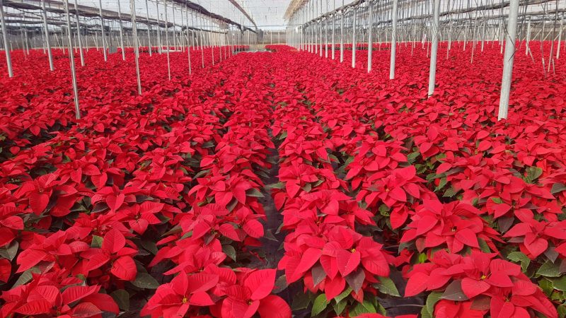 Flor de Pascua_Figueplant