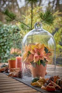 2025_Poinsettia_Boda_SfE