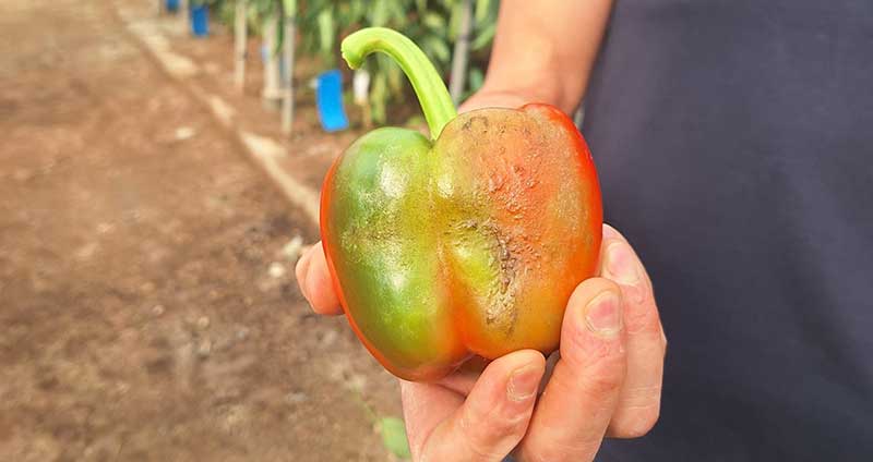 APRO-BIOLÓGICO-COEXPHAL