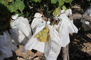 Foto embolsado uva detalle