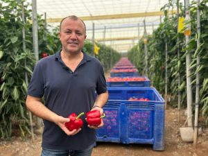 Rijk Zwaan celebró su II Tour de Pimiento California en Berja (Almería), presentando cuatro nuevas variedades bajo su sello Lt Defense™, con máxima resistencia a Leveillula taurica (Lt). Dos rojas y dos amarillas que destacan por su cuaje, uniformidad y calidad en todo el ciclo. 🔗 Lee la noticia completa en nuestra web (link en bio). II Tour California Rijk Zwaan Paco Pino