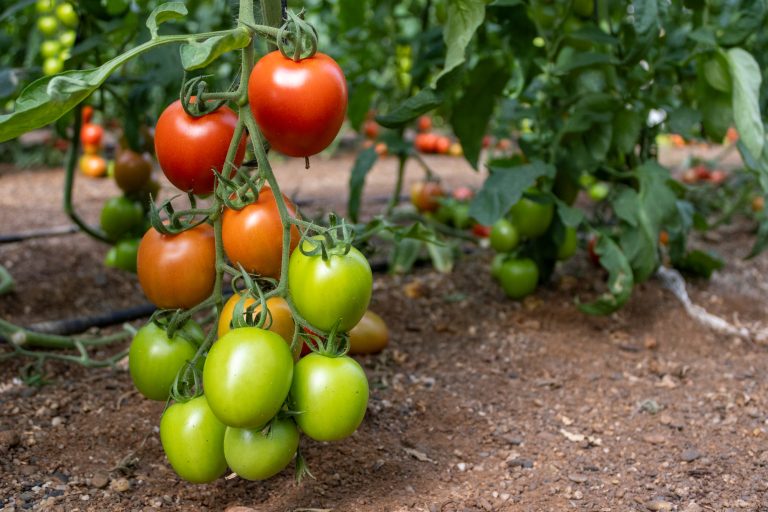 Jornadas-Panoramix-Ponienten-04-05-diciembre-5482