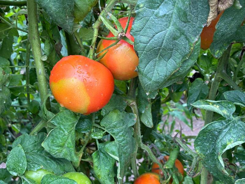 Problema virus ToBFV Tomate