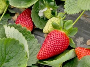 FRESA-HUELVA-MARIMBELLA