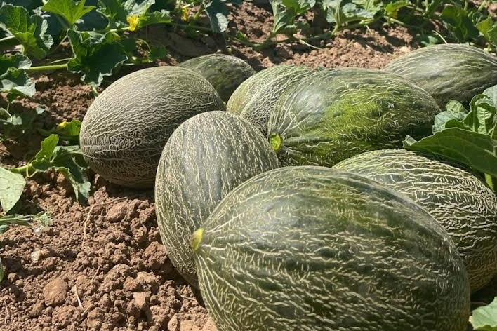 El-Secreto-de-Mi-Tierra