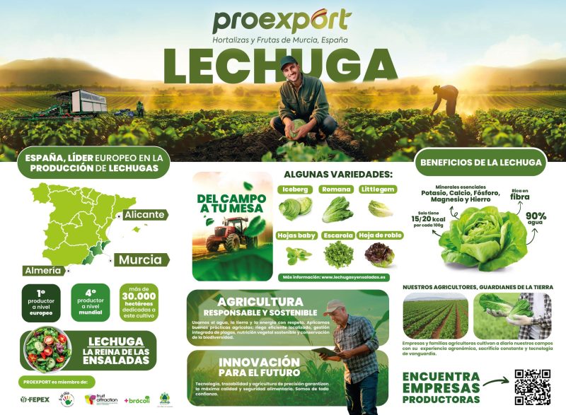 lonas-PROEXPORT-lechuga-info (1)