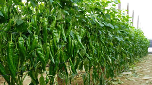 ramiro-arnedo-pimiento