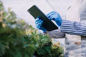 female farmer working early on farm holding wood basket of fresh