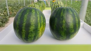 SANDÍA-SEMILLAS-FITÓ