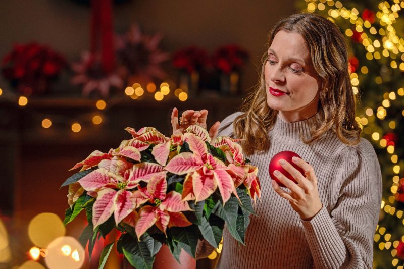 2025_Poinsettia_SfE_2