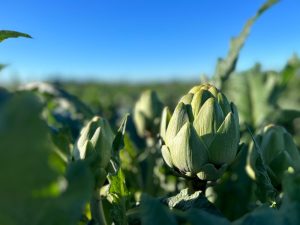Alcachofa Green Queen en campo