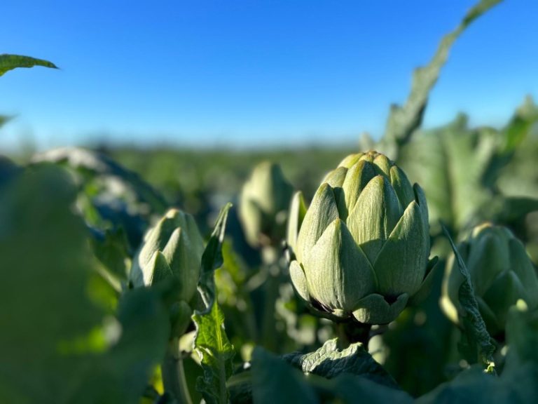 Alcachofa Green Queen en campo