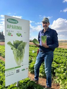 Aparima lechuga Vilmorin