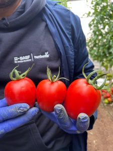 BASF Nunhems Tomato Experience 2026 tomates pera