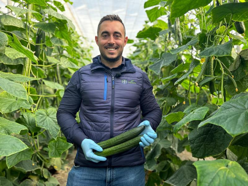 BAYER SEMINIS pepino Calidus