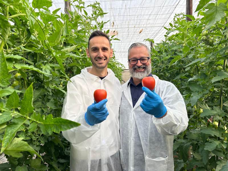 BAYER SEMINIS tomate pera exportación con resistencia a rugoso_Juan Francisco Martínez y Juan Miguel Robles