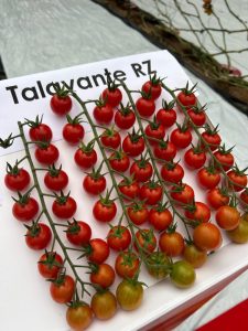 Cherry Talavante RZ Rijk Zwaan