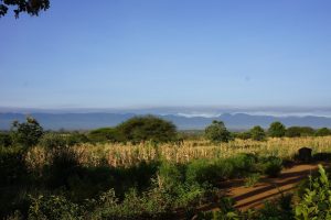 BOSQUES-AGRICULTURA-FAO
