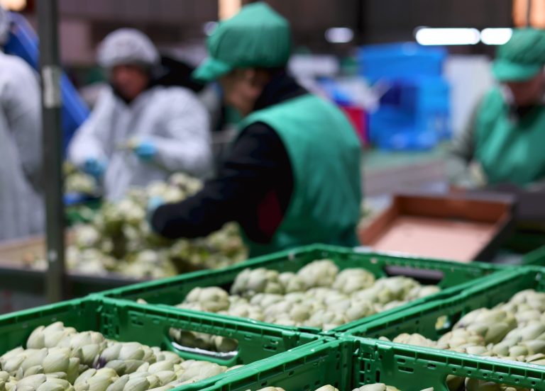 Eurofruits Levante. Imagen almacén alcachofa