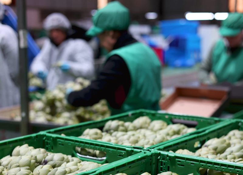 Eurofruits Levante. Imagen almacén alcachofa