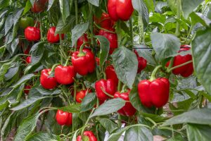 Jornada-Arquero---10-12-25--6804