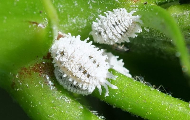 Phenacoccus solenopsis