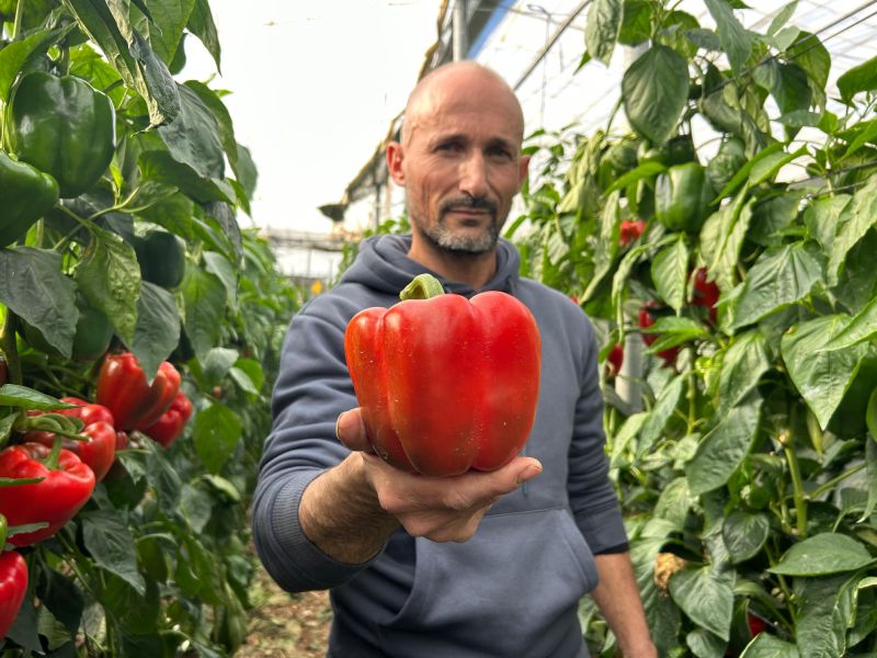 Pimiento Cancerbero CAPGEN SEEDS_agricultor