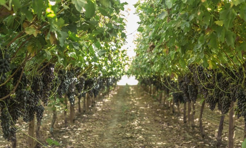 Sweet-Sapphire-BLOOM-FRESH