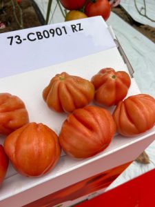 Tomeet Rijk Zwaan corazón de buey