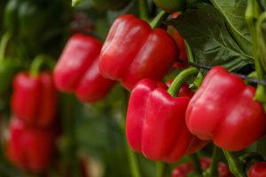 ALMERÍA-EXPORTACIONES-PIMIENTO