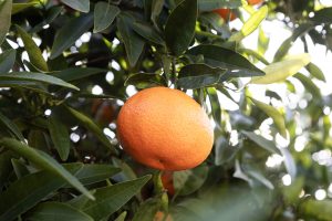 EARLYNA-MANDARINA