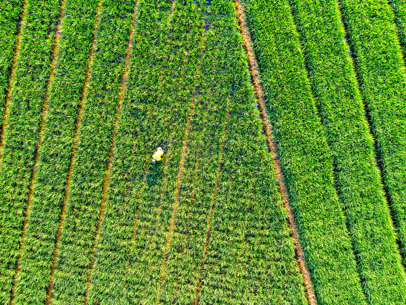 NESTLÉ-REGENERATIVE-AGRICULTURE