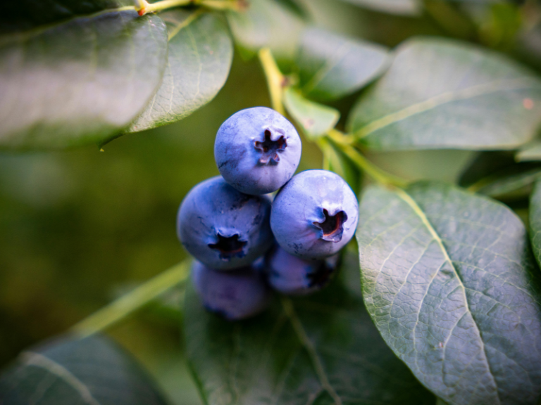 PERUBIAN-BLUEBERRY